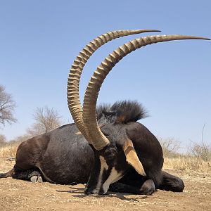 Hunt Sable Antelope in South Africa