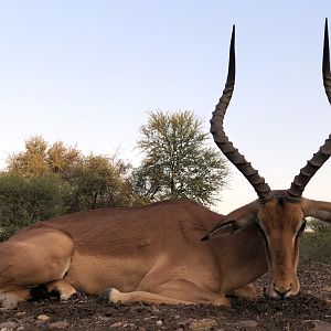 South Africa Hunt Impala