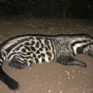 Civet Hunt South Africa
