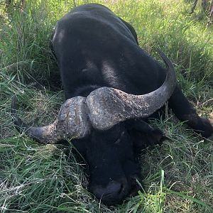 South Africa Hunting Cape Buffalo