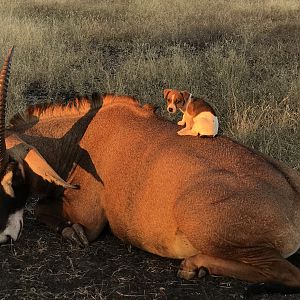 South Africa Hunt Roan