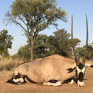 South Africa Hunting Gemsbok