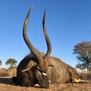 South Africa Hunt Nyala