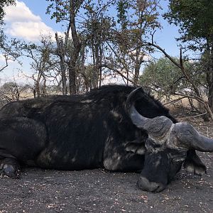 Hunt Cape Buffalo in South Africa