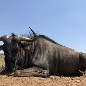 Blue Wildebeest Hunting South Africa