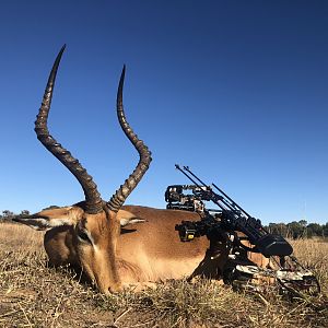 Bow Hunt Impala in South Africa