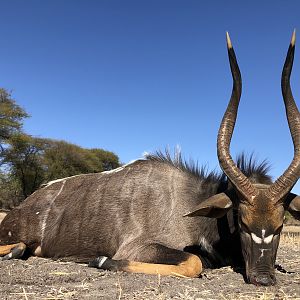 Hunt Nyala in South Africa