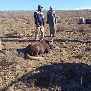 Hunting Black Wildebeest in South Africa