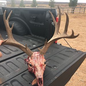 Hunting Mule Deer in Texas USA
