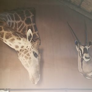 Giraffe & Gemsbok Wall Mount Taxidermy