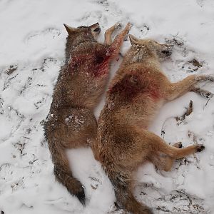 Coyote Hunting Ontario USA