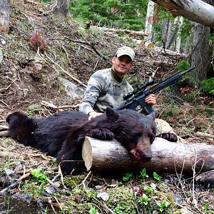 Big Wyoming Black Bear