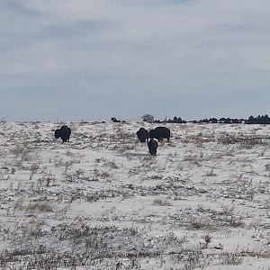 Bison in South Dakota USA