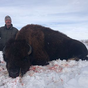 Hunting American Bison in South Dakota USA