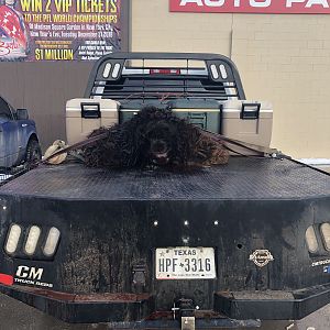 American Bison Hunt South Dakota USA