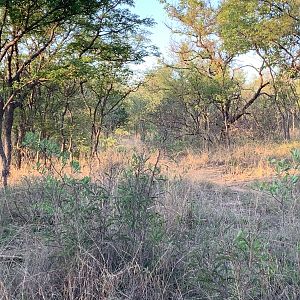 South African Bushveld