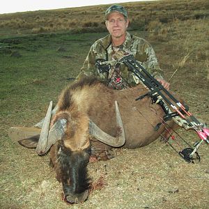 Black Wildebeest Bow Hunting South Africa