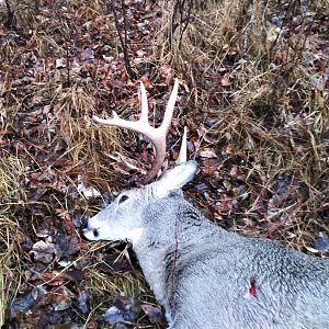 Montana USA Bow Hunt White-tailed Deer