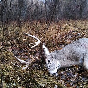 White-tailed Deer Bow Hunting Montana USA