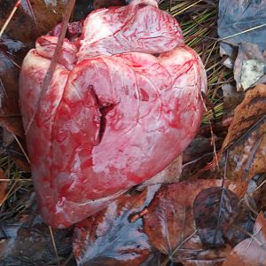 White-tailed Deer Heart