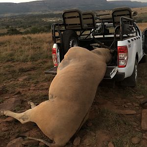 South Africa Hunt Eland