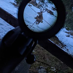 Deer through the scope