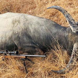 Asiatic Water Buffalo Hunting Australia