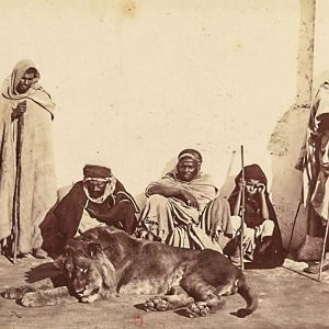 Barbary Lions Hunt Morocco