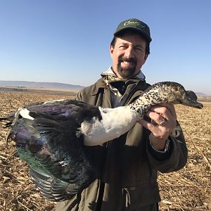Collection Bird Hunt South Africa Knob billed Duck