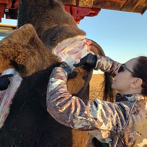 Bison Hunting Texas USA