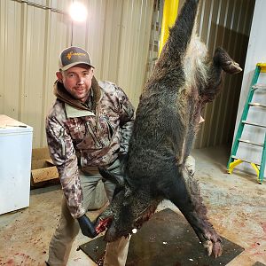 Hunt Boar in Texas USA