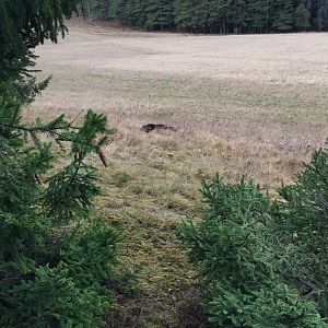Driven Hunt Boar in  Sweden