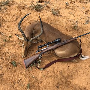 Impala Hunt South Africa