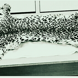 Panther (Leopard) Skin India
