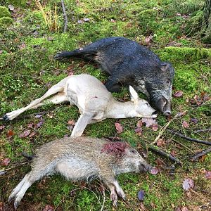 Driven Hunt Deer & Boar in Germany