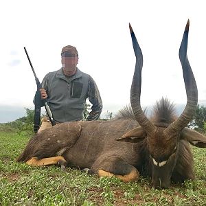 Nyala Hunt South Africa