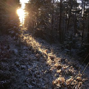 Driven Hunt in Sweden