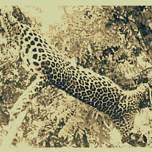 India Hunting Leopard