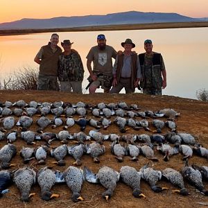 Wild Duck Hunting South Africa