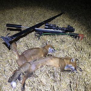 Ireland Hunting Fox
