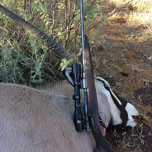 Hunt Gemsbok in Namibia