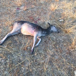 Bow Hunt Fallow Deer Doe in Chile South America