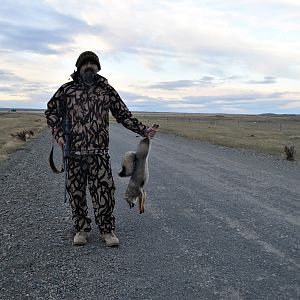 Hunting Fox in Chile South America
