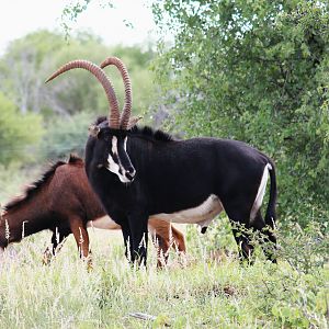 Sable Antelope in South Africa