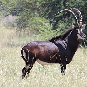 Sable Antelope in South Africa