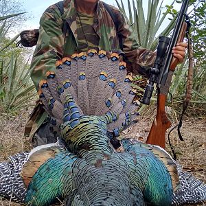 Ocellated Turkey Hunt Mexico