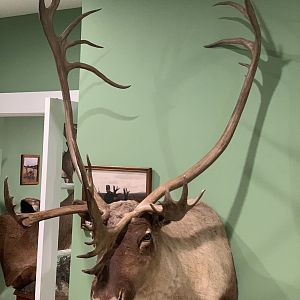 Caribou Shoulder Mount Taxidermy