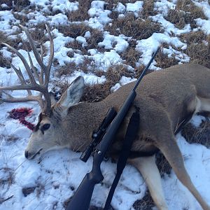 Mule Deer Hunting Canada