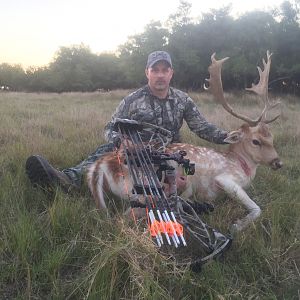 Fallow Deer Bow Hunting Argentina
