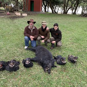 Argentina Hunt Wild Boar
